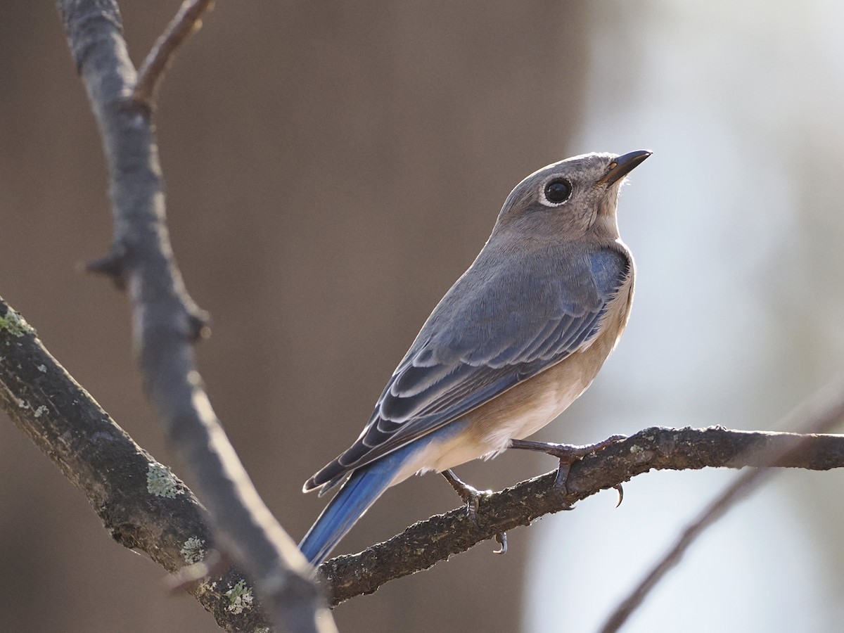 Eastern Bluebird - ML645908043