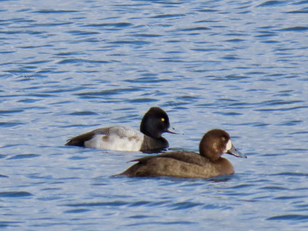 Lesser Scaup - ML645908046