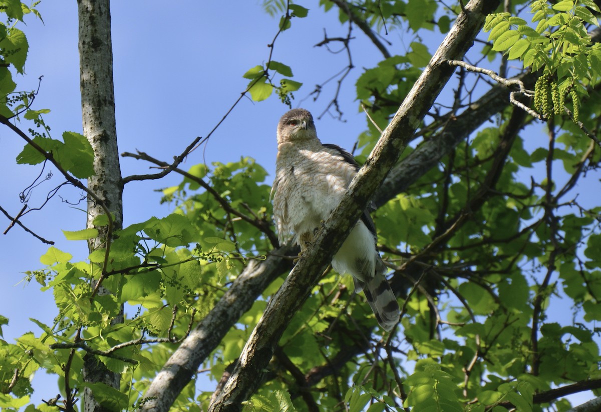 Cooper's Hawk - ML645908053