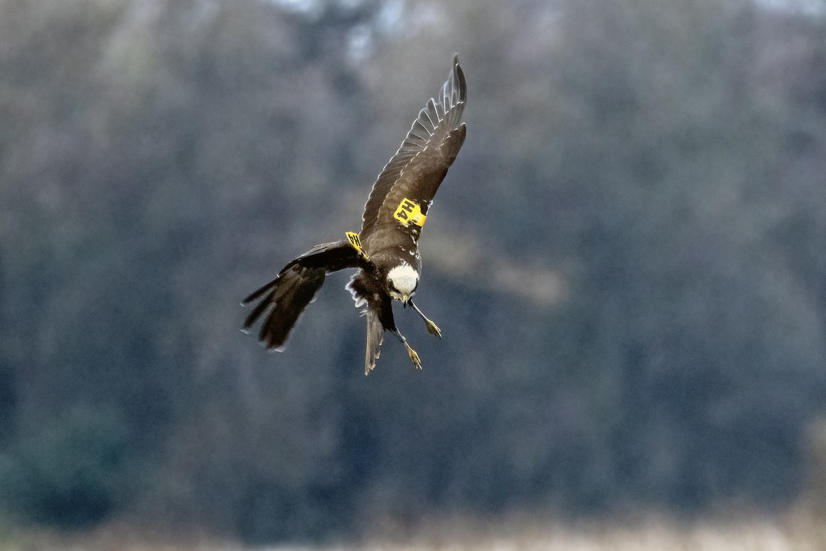 moták pochop - ML645908059