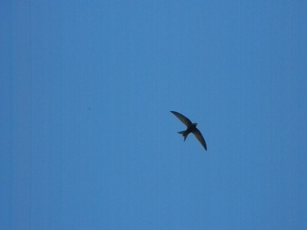 Common Swift - ML645908060