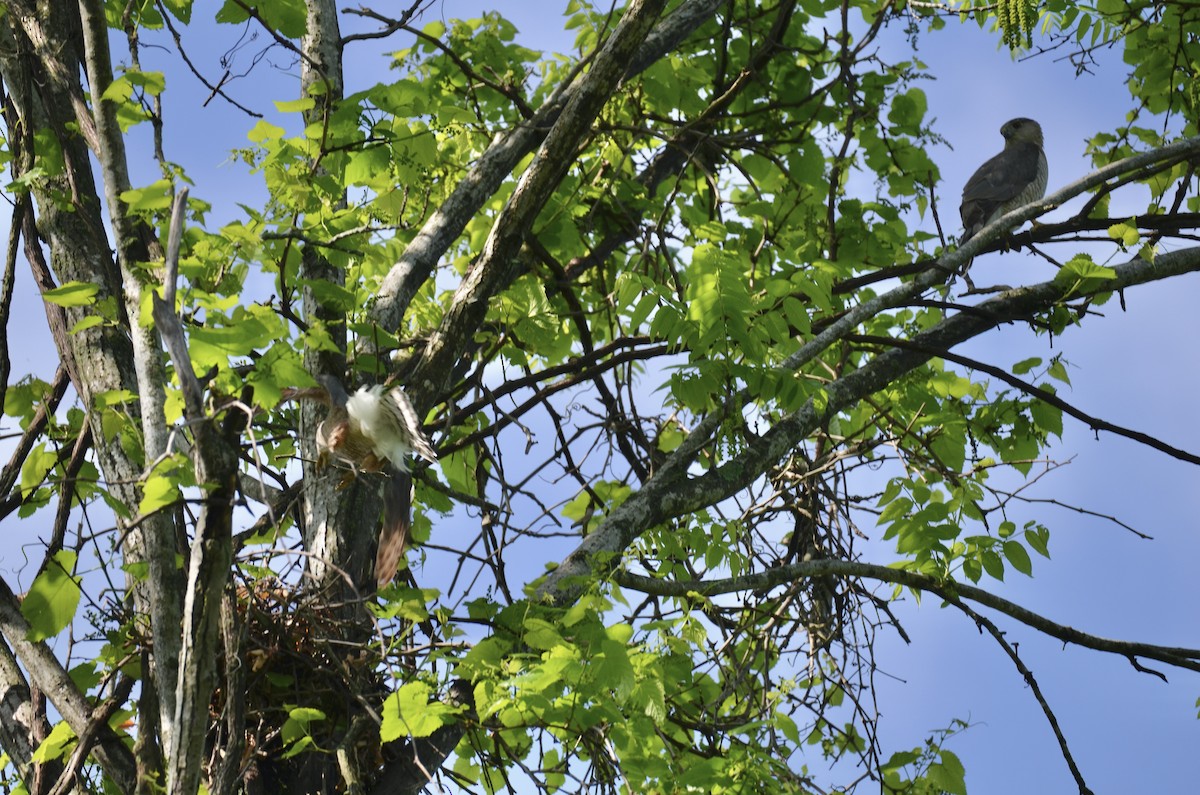 Cooper's Hawk - ML645908062