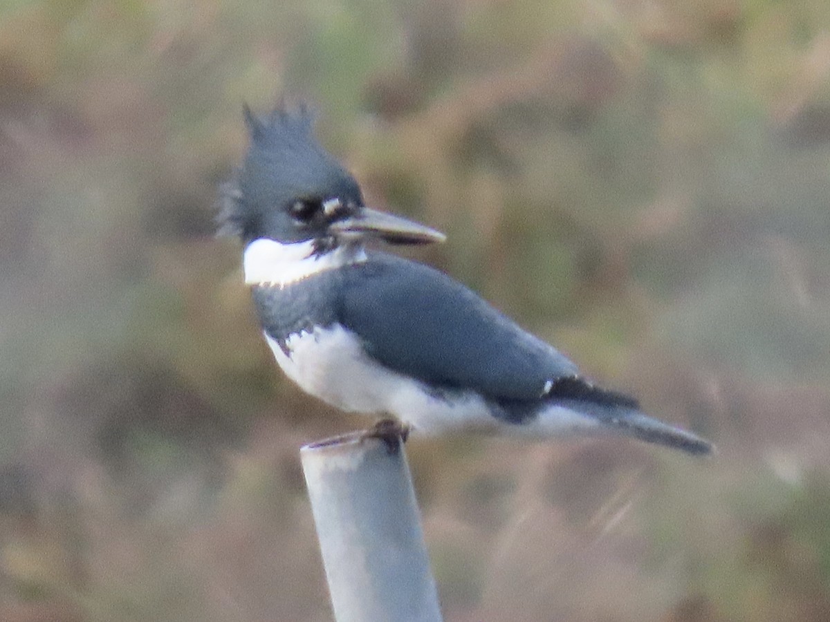 Belted Kingfisher - ML645908069