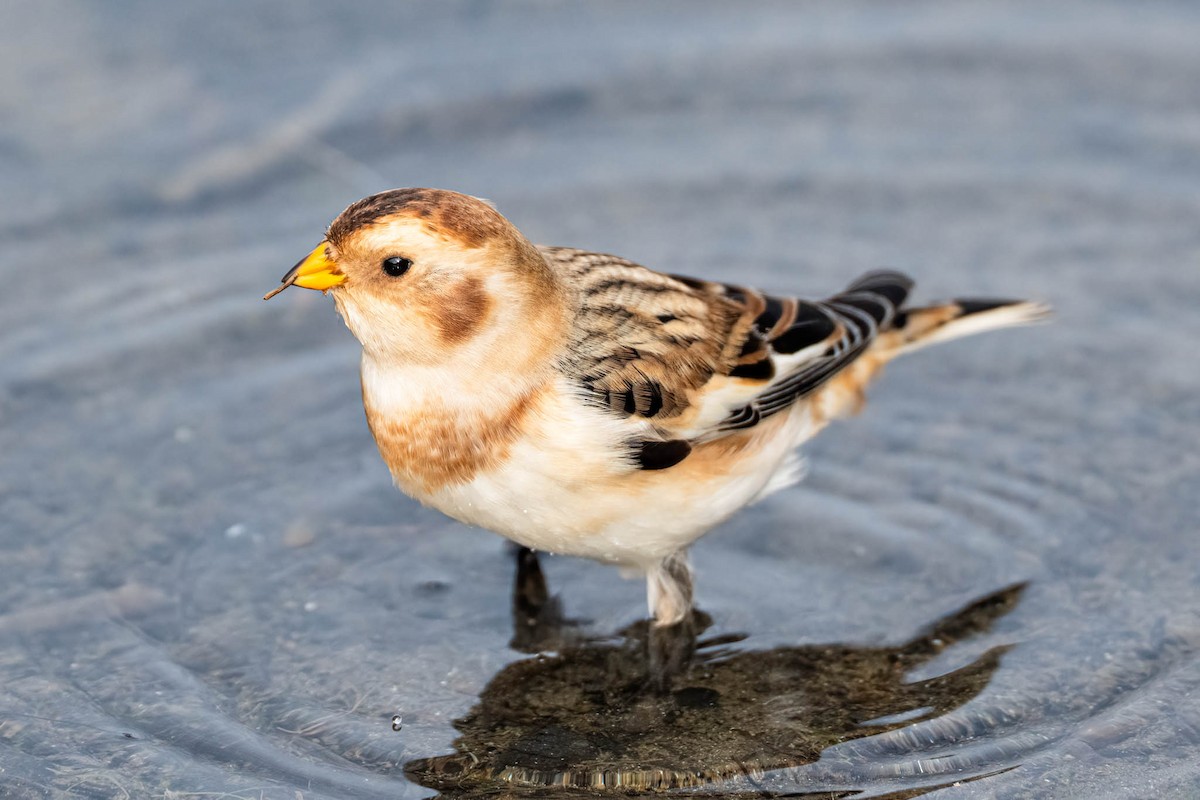 גיבתון שלג - ML645908081