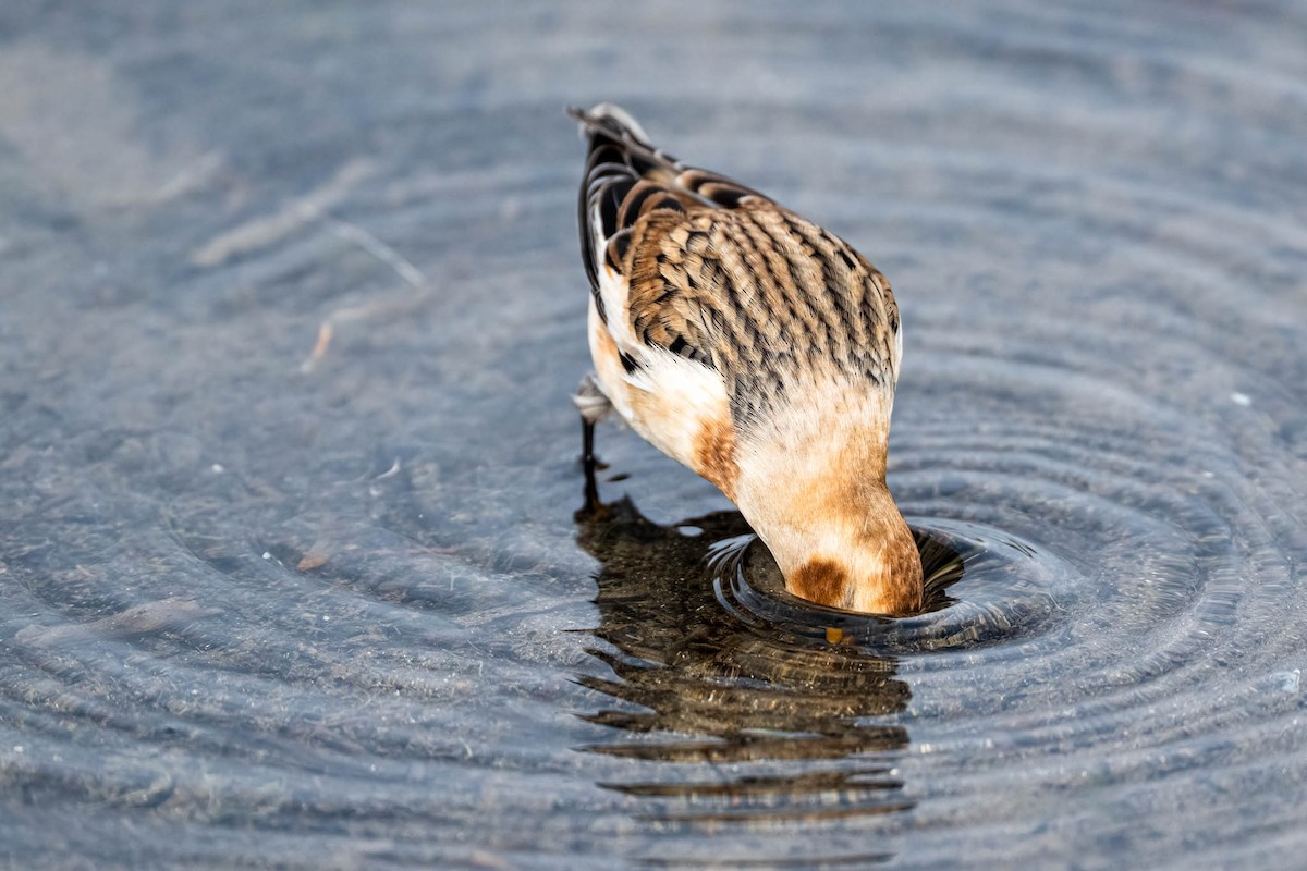 גיבתון שלג - ML645908082