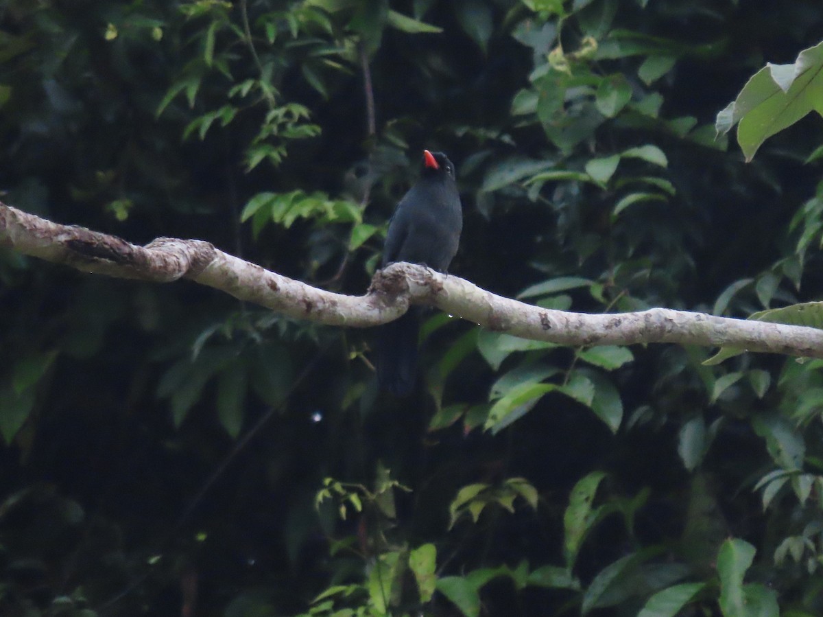Black-fronted Nunbird - ML645908093