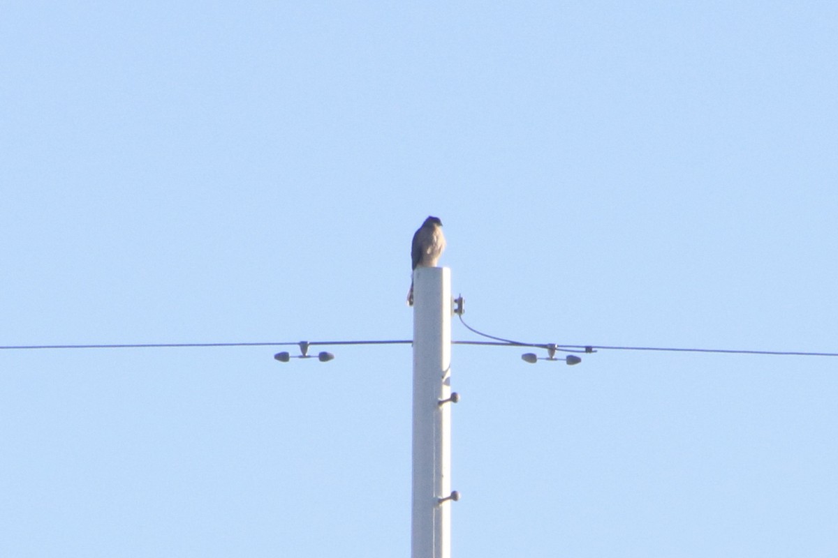 Cooper's Hawk - ML645908106