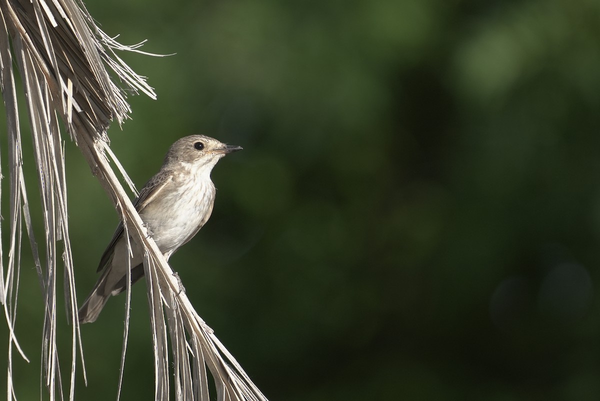 Spotted Flycatcher - ML645908110