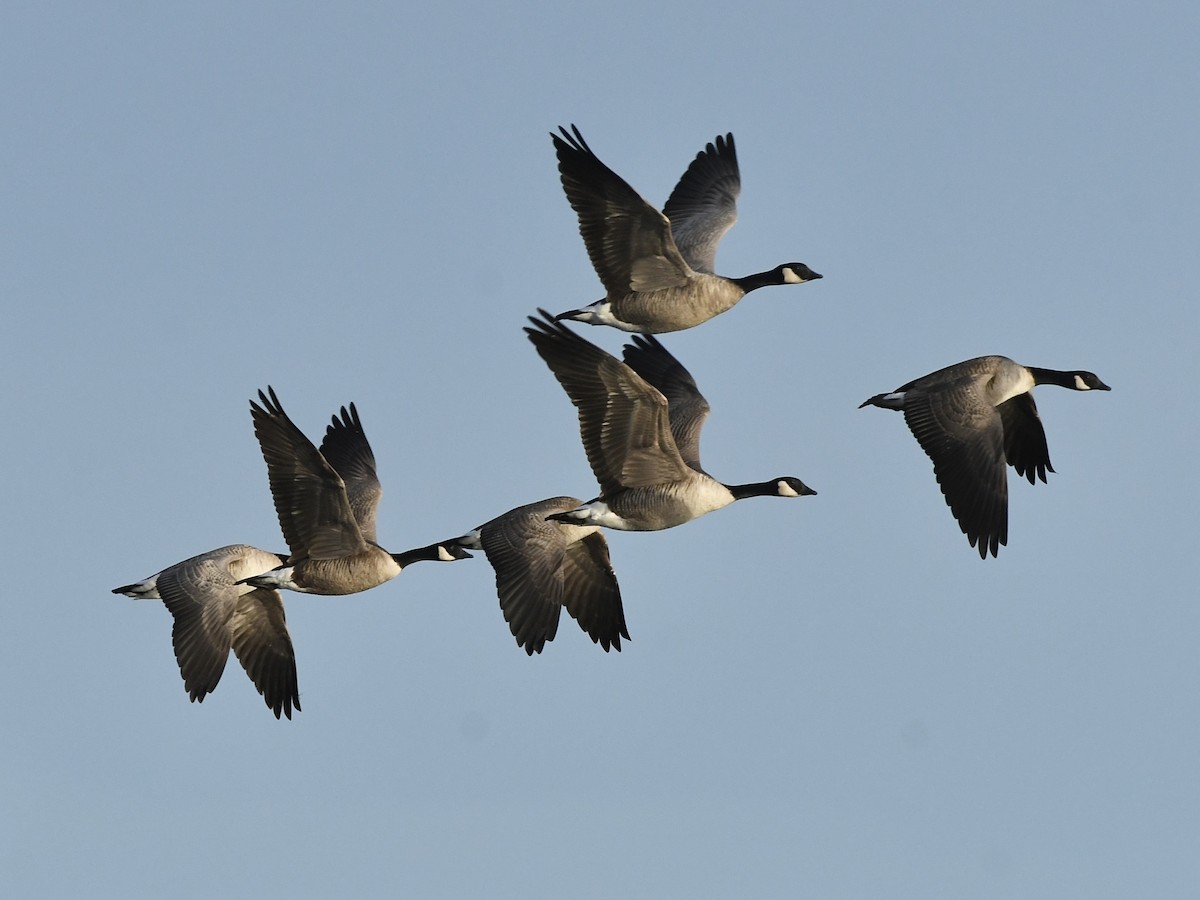 小加拿大雁 - ML645908116