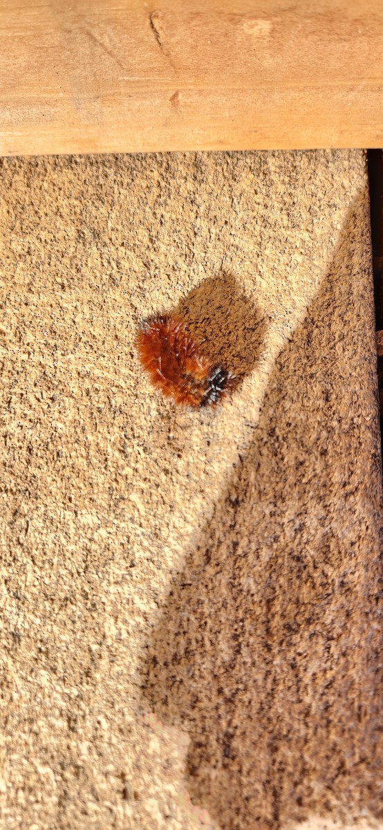 Animals - ML645908117