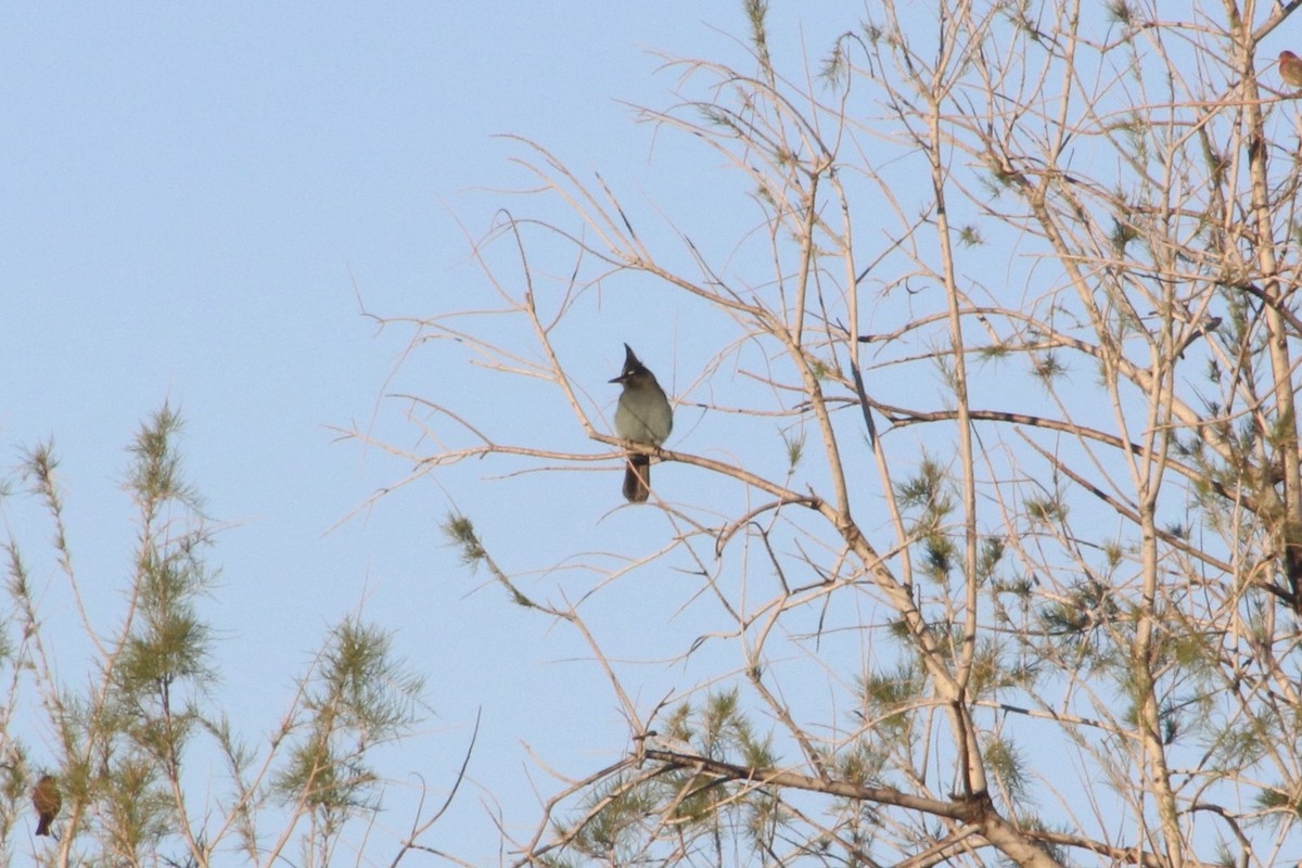 Chara de Steller - ML645908119