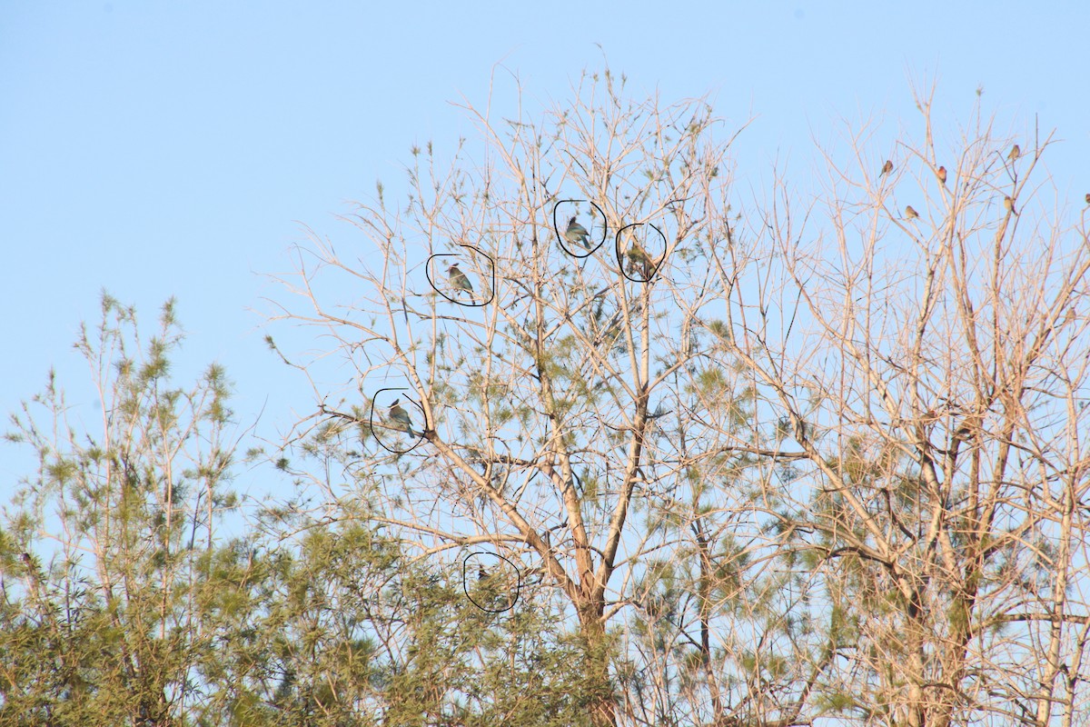 Chara de Steller - ML645908120