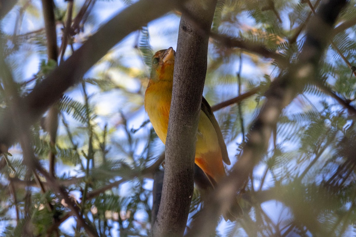 piranga ohnivá - ML645908122