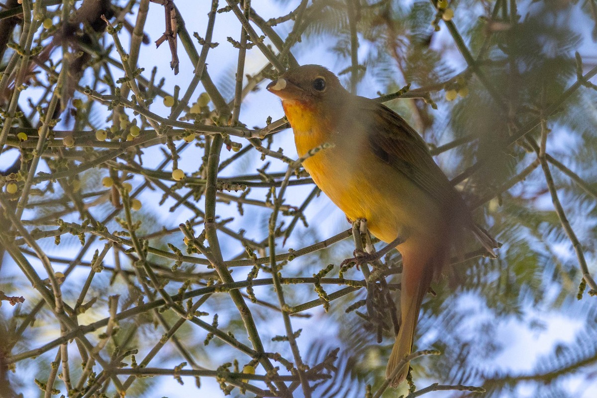 piranga ohnivá - ML645908123