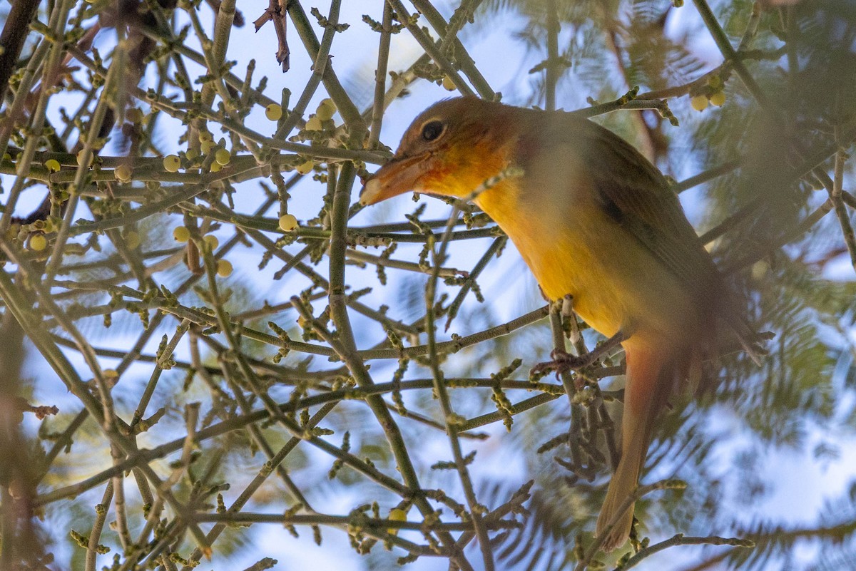 piranga ohnivá - ML645908124