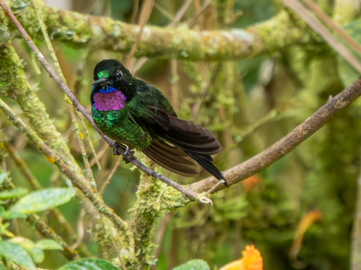 Tourmaline Sunangel - ML645908125