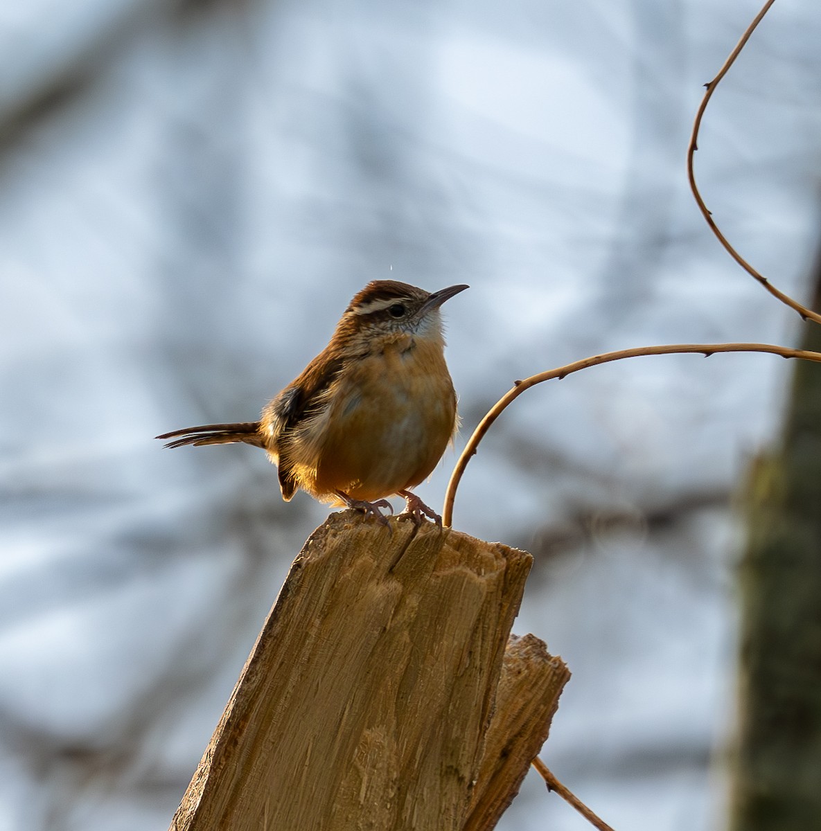 Carolina Wren - ML645908133