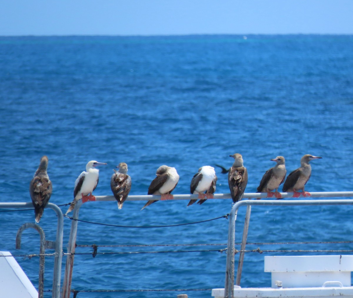 Сула червононога - ML645908136