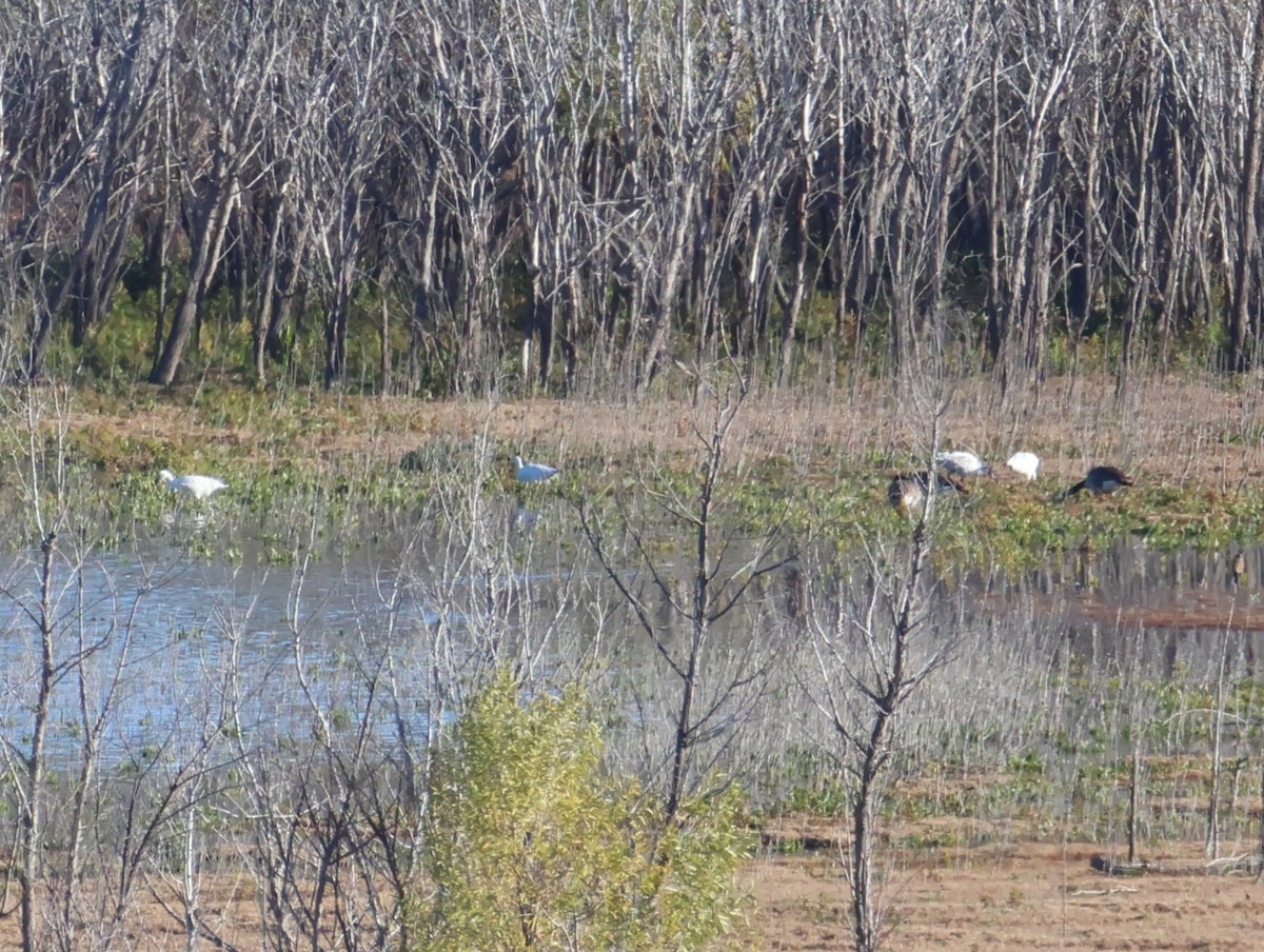 Snow Goose - ML645908138