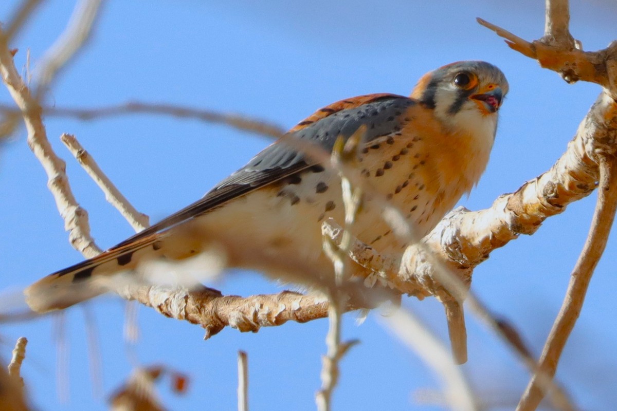 בז אמריקני - ML645908144