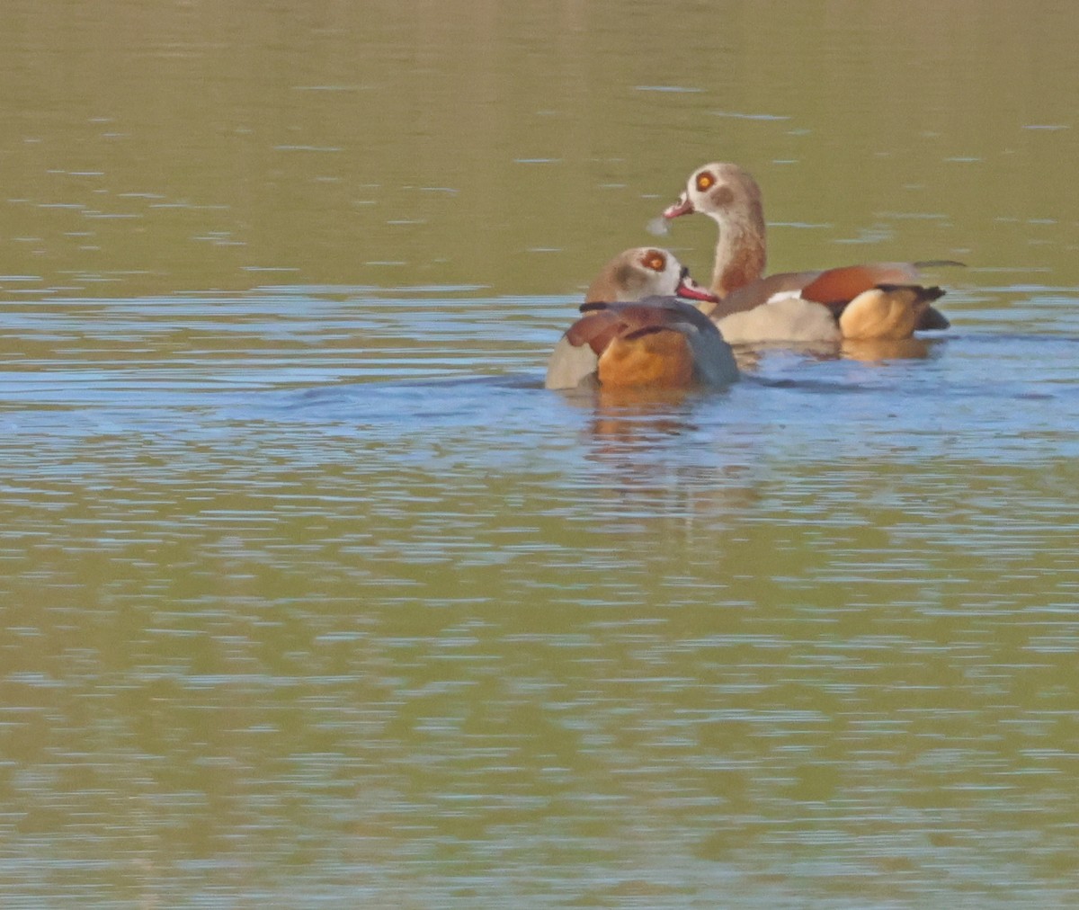 Egyptian Goose - ML645908149