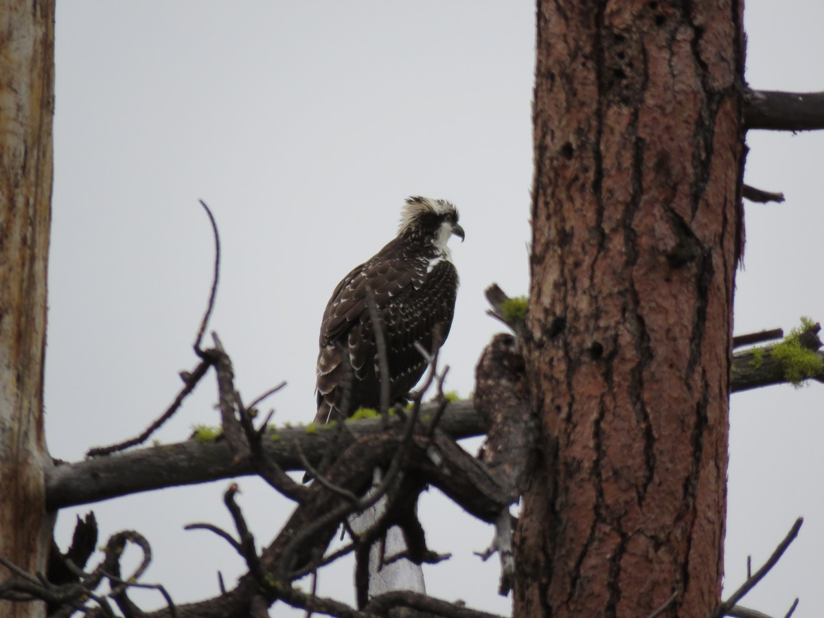Osprey - ML645908151