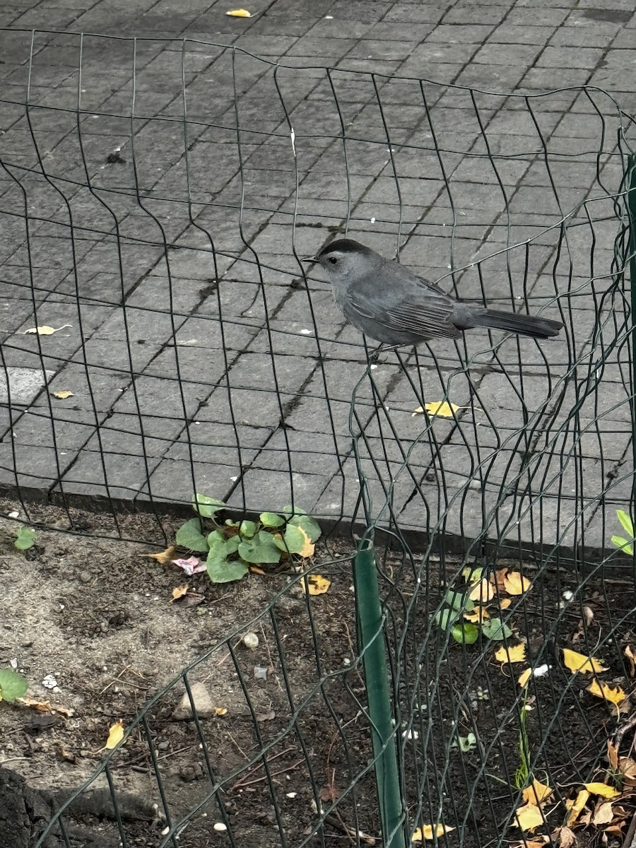 Miaulari grisa - ML645908154