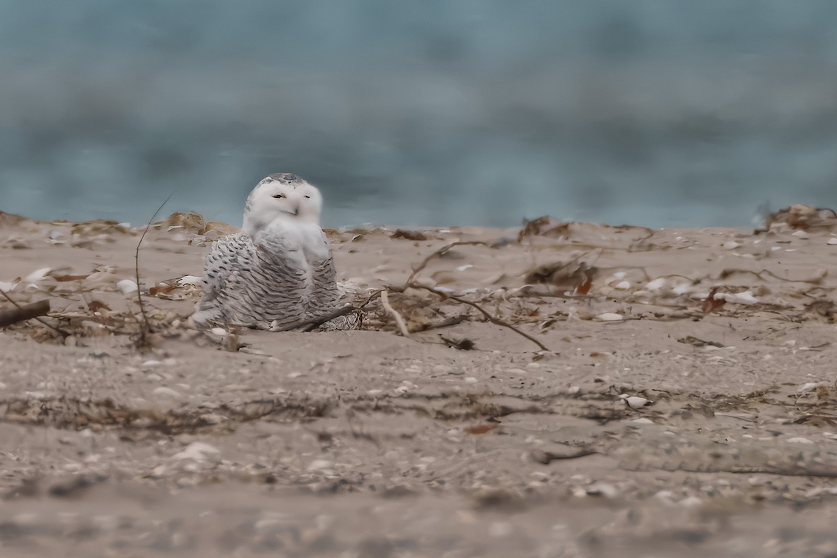 Snowy Owl - ML645908155