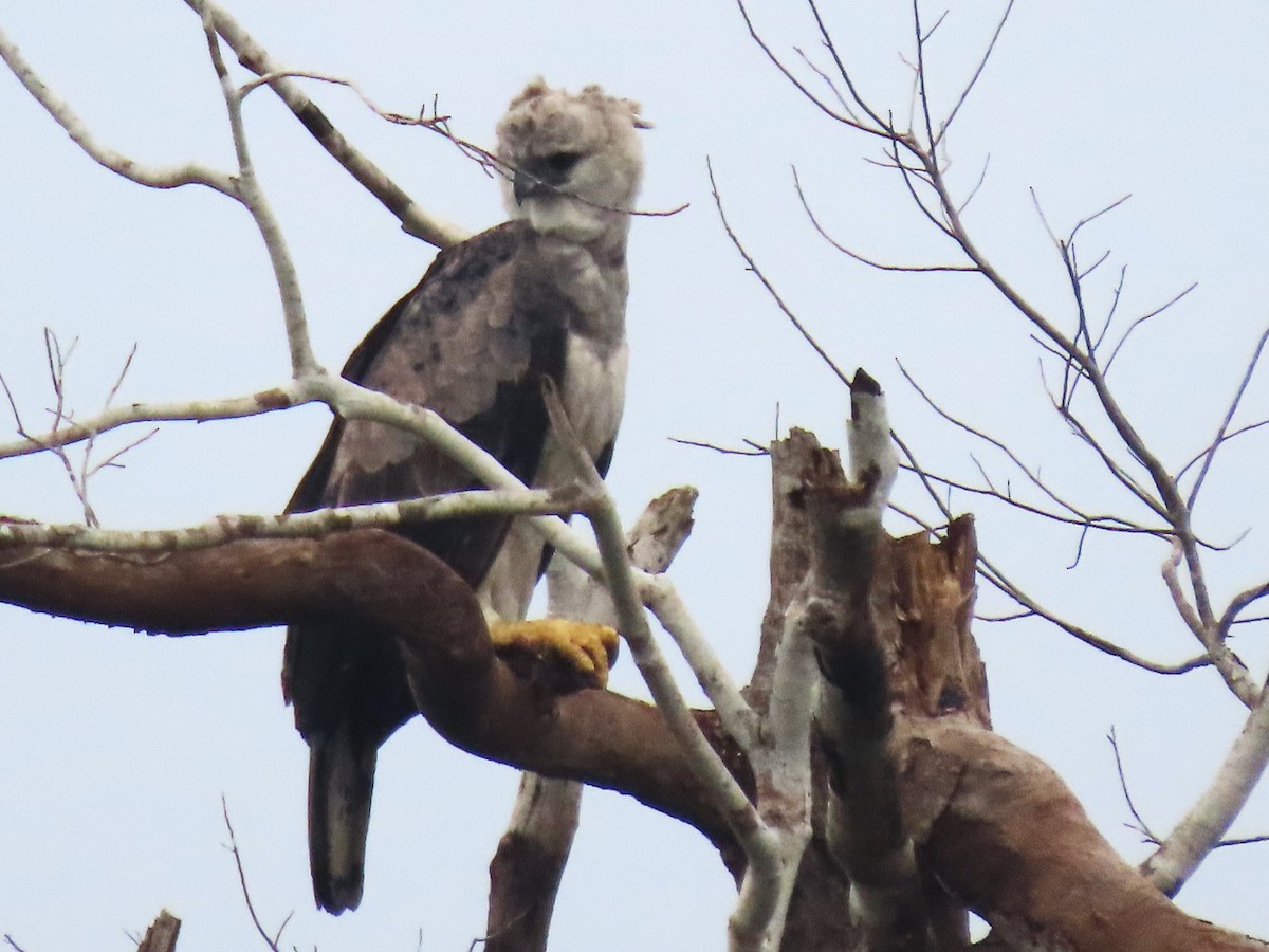 Harpy Eagle - ML645908159