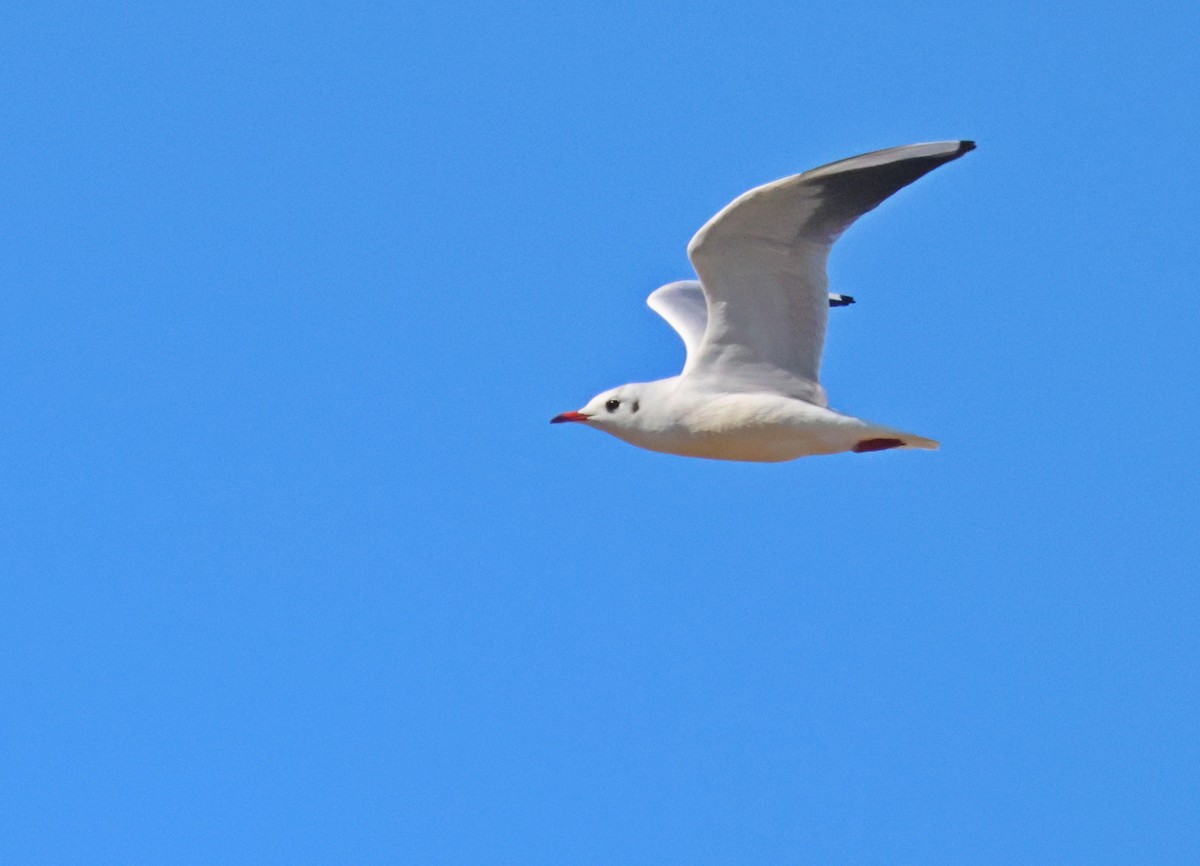 Black-headed Gull - ML645908161
