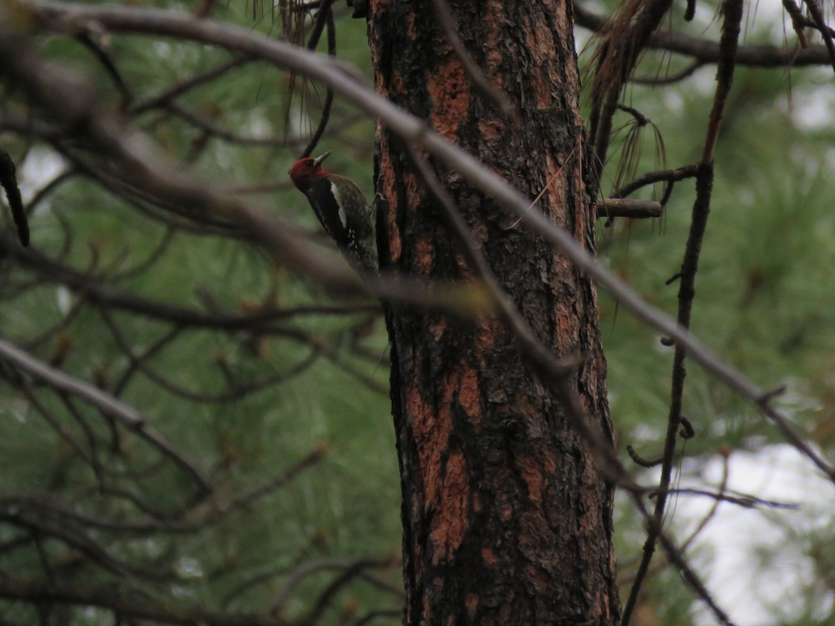 Red-breasted Sapsucker - ML645908175