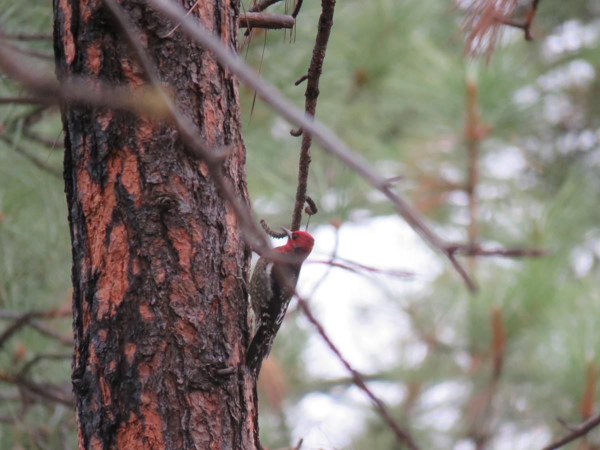 Red-breasted Sapsucker - ML645908176