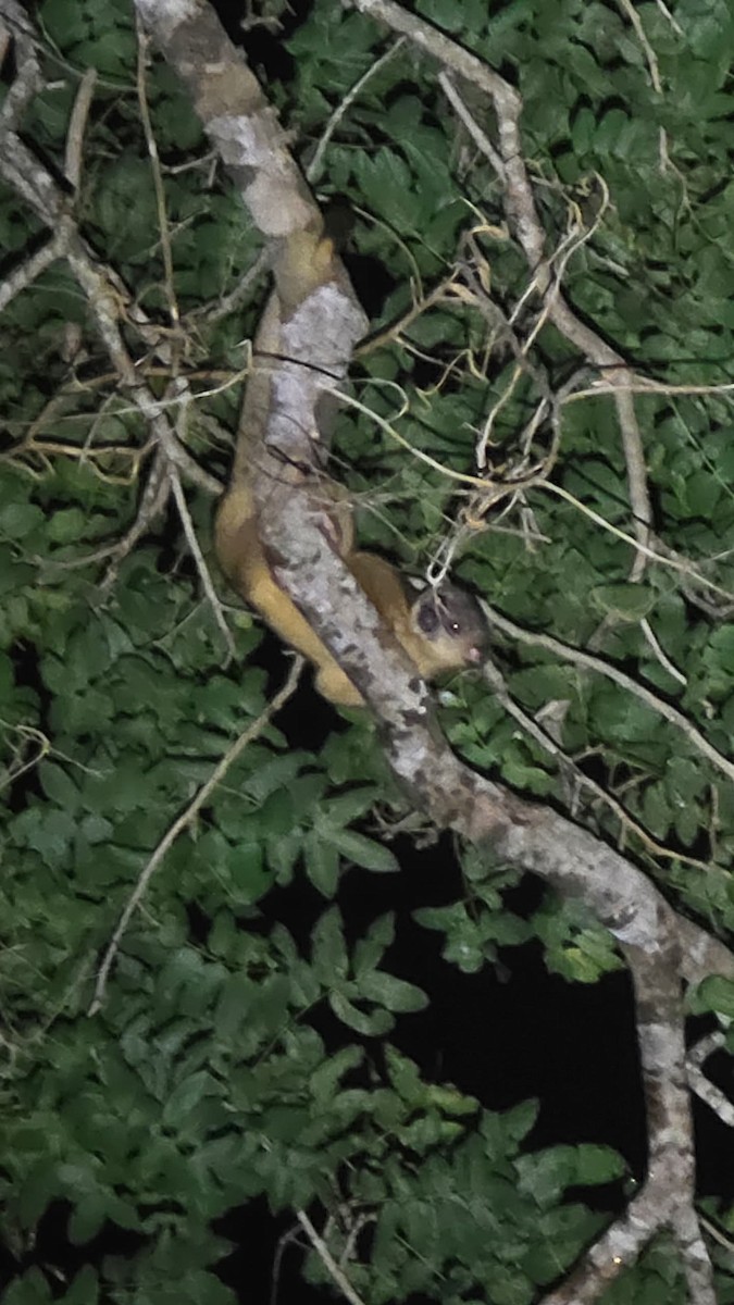 Animals - ML645908178