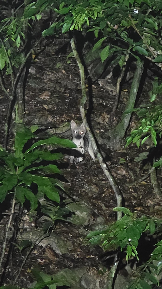 Animals - ML645908179