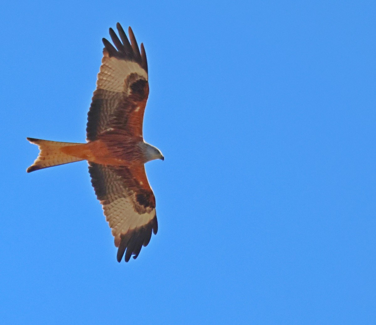 Red Kite - ML645908181