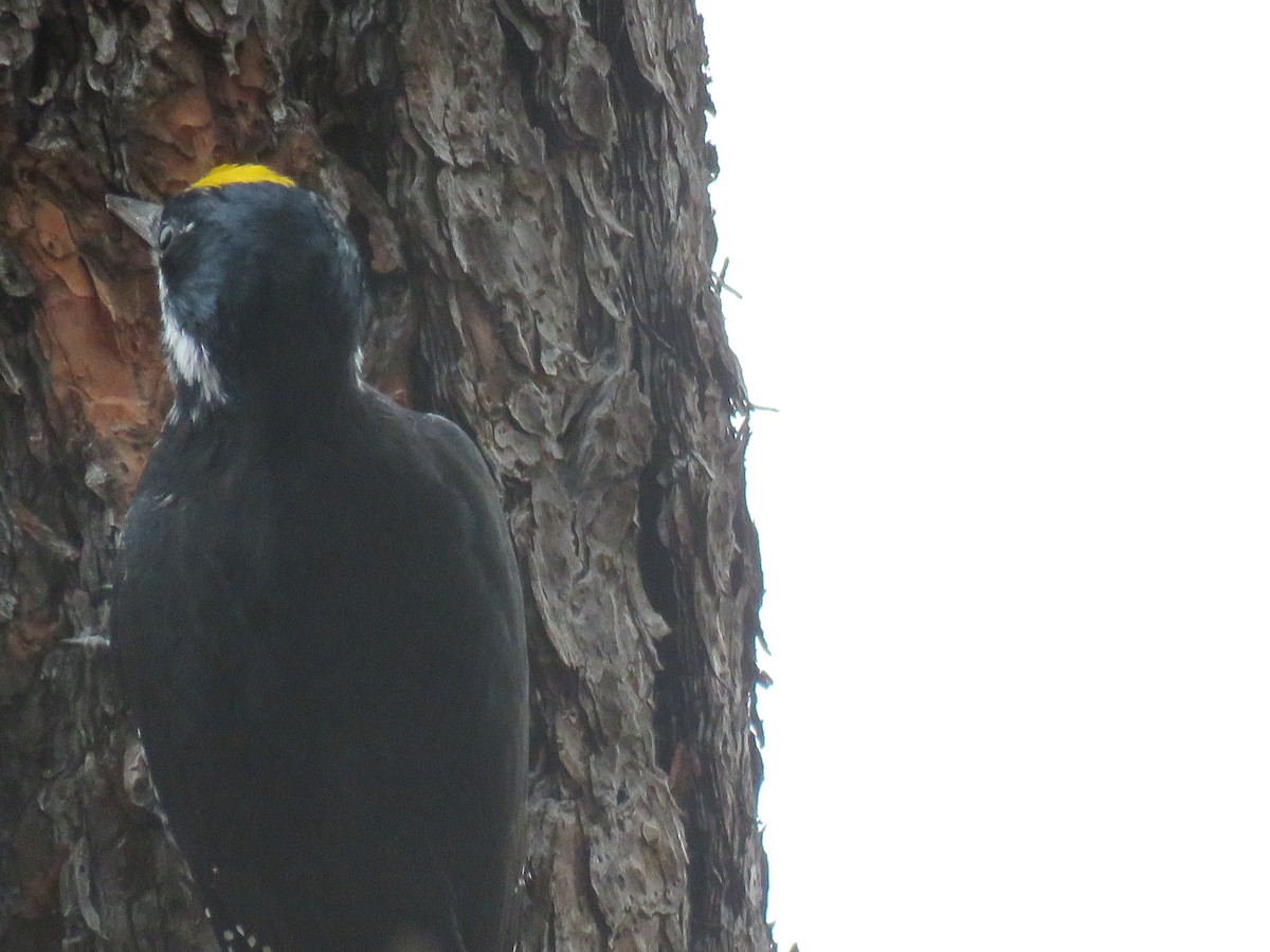 Black-backed Woodpecker - ML645908186