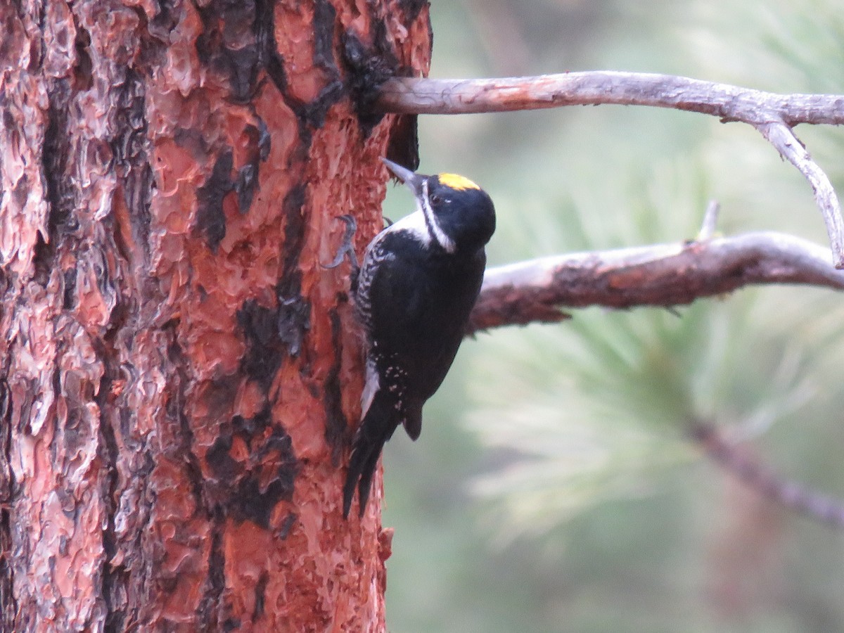 Black-backed Woodpecker - ML645908187