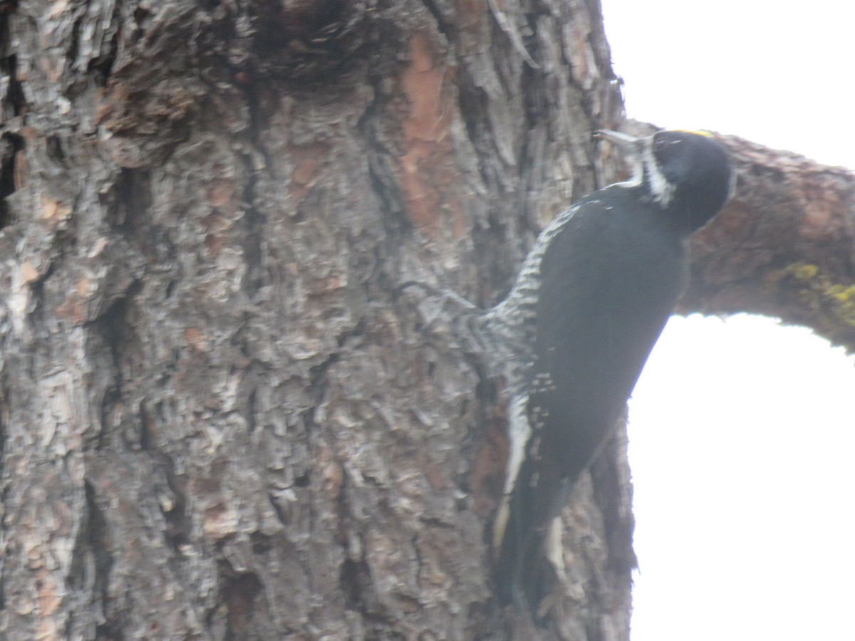 Black-backed Woodpecker - ML645908188