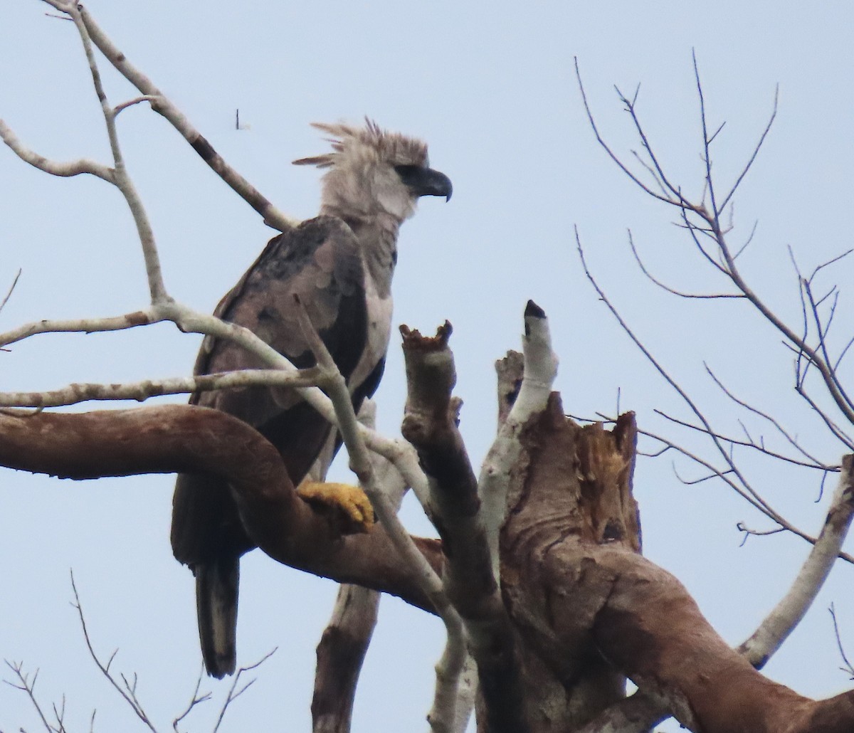 Harpy Eagle - ML645908189