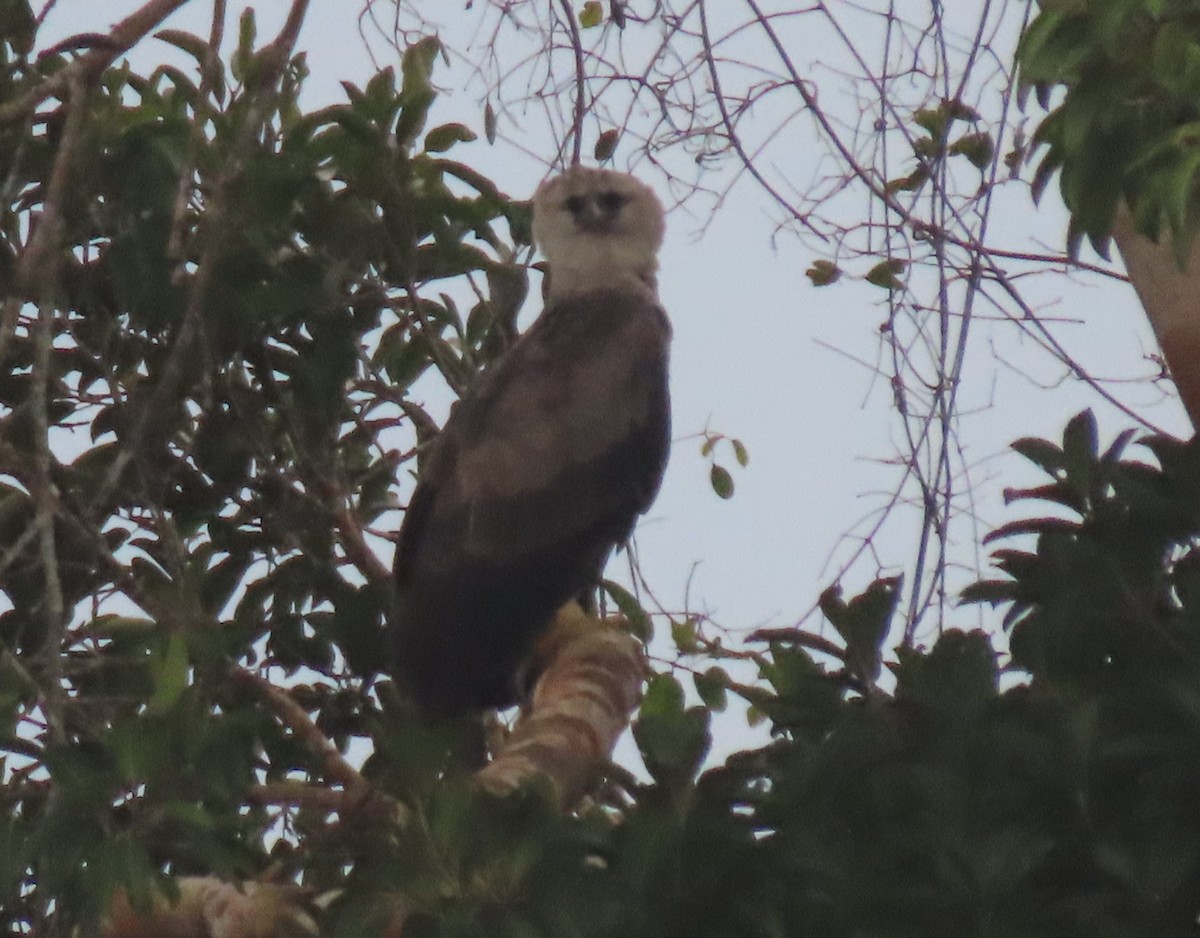 Harpy Eagle - ML645908190