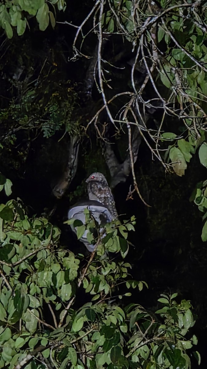 Great Potoo - ML645908192