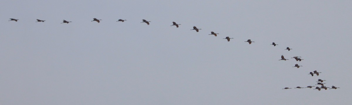 עגור קנדי - ML645908195