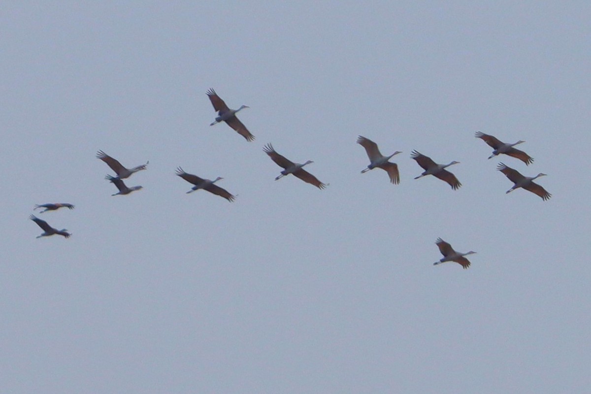 עגור קנדי - ML645908196