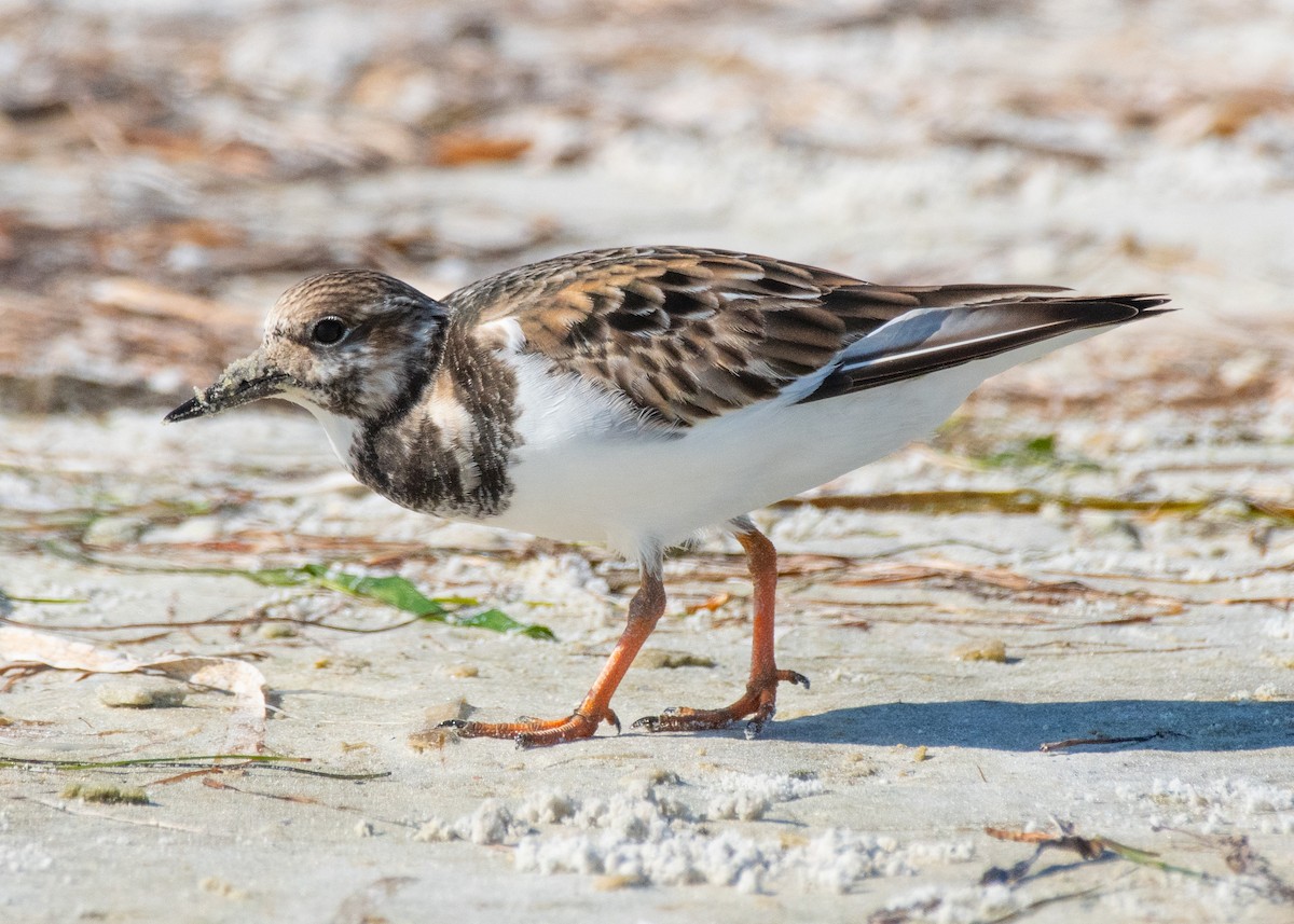 Ruddy Turnstone - ML645908207