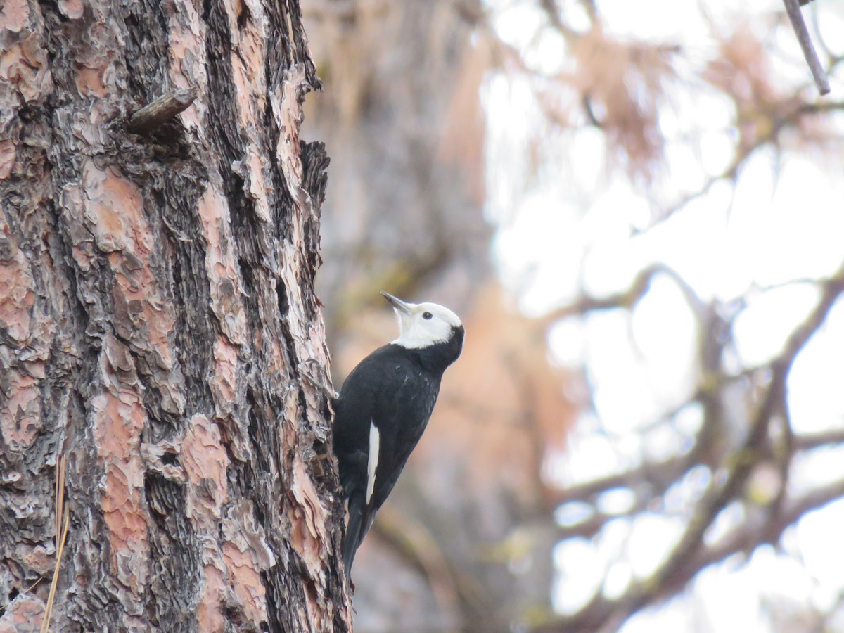 White-headed Woodpecker - ML645908210