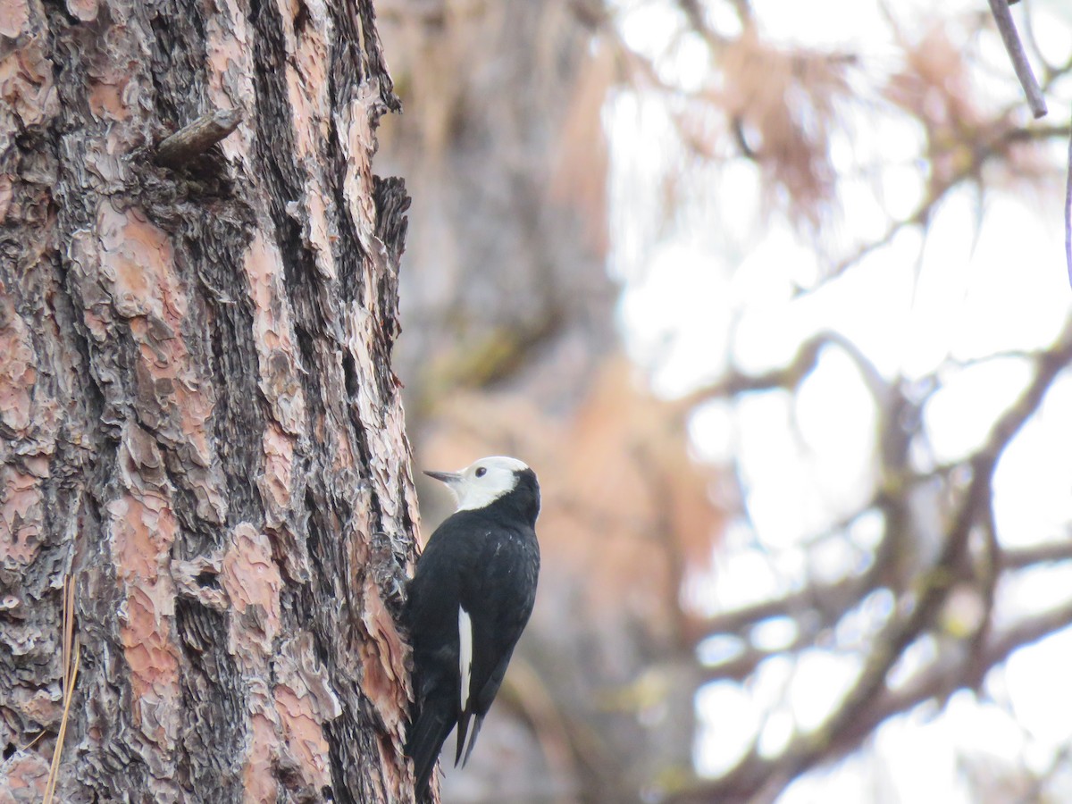 White-headed Woodpecker - ML645908211