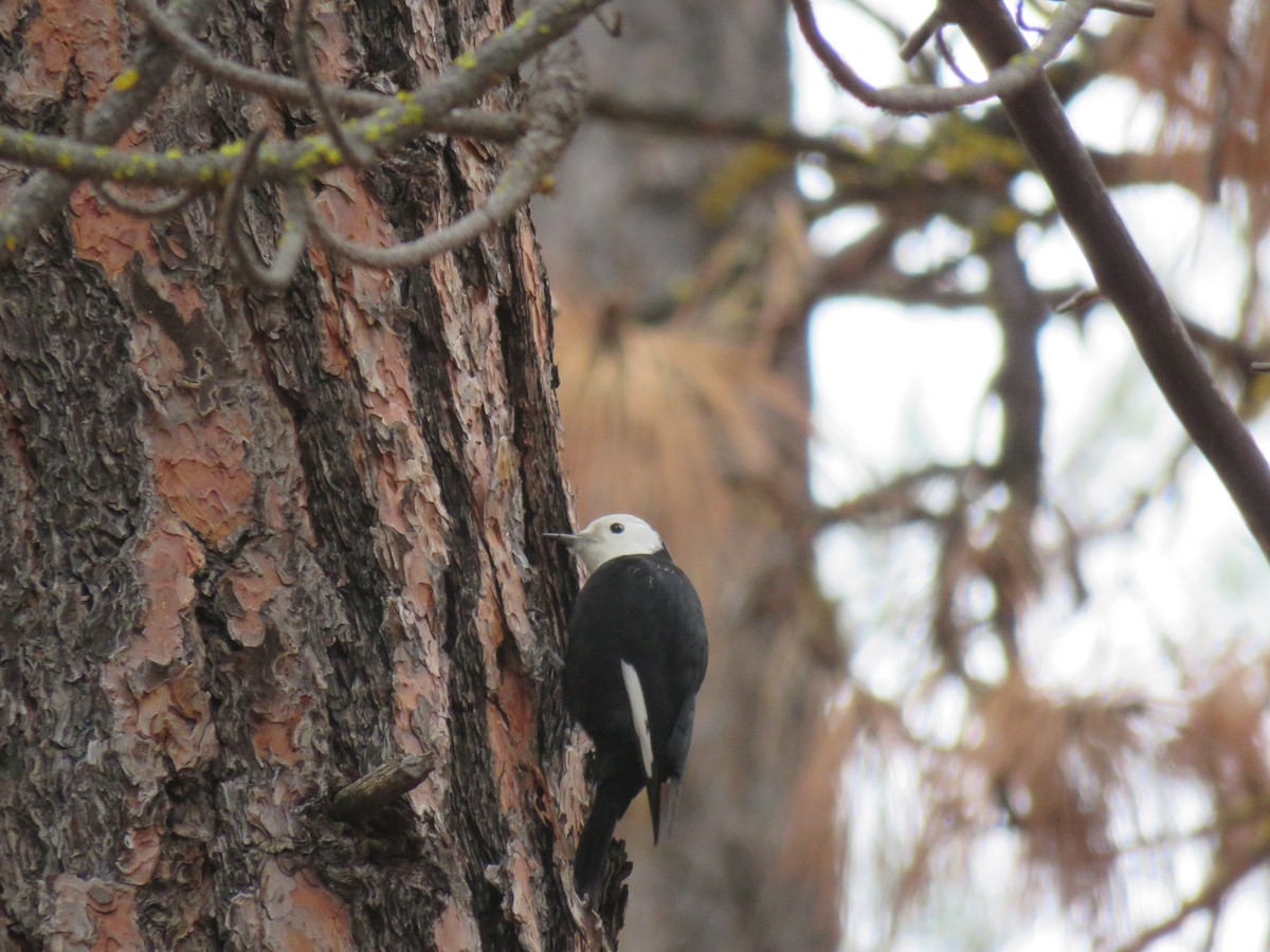 White-headed Woodpecker - ML645908212