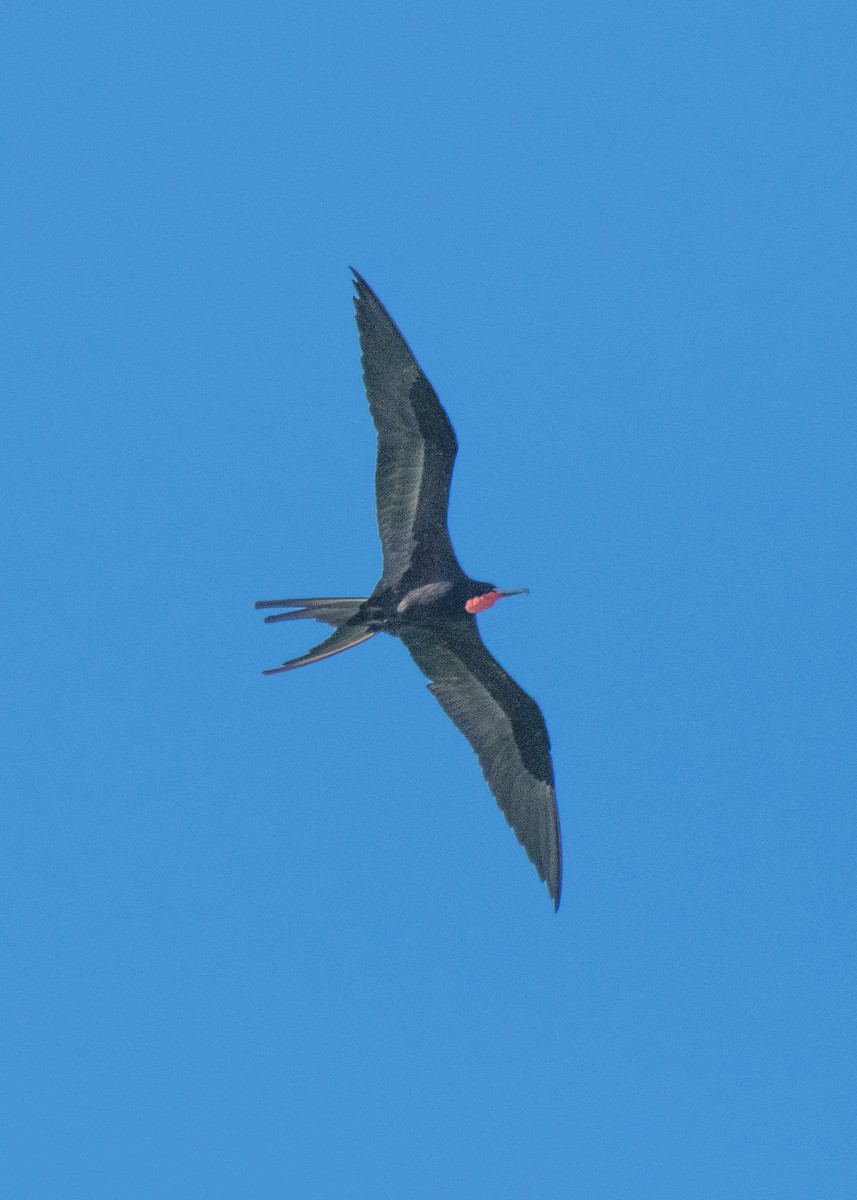 Magnificent Frigatebird - ML645908217