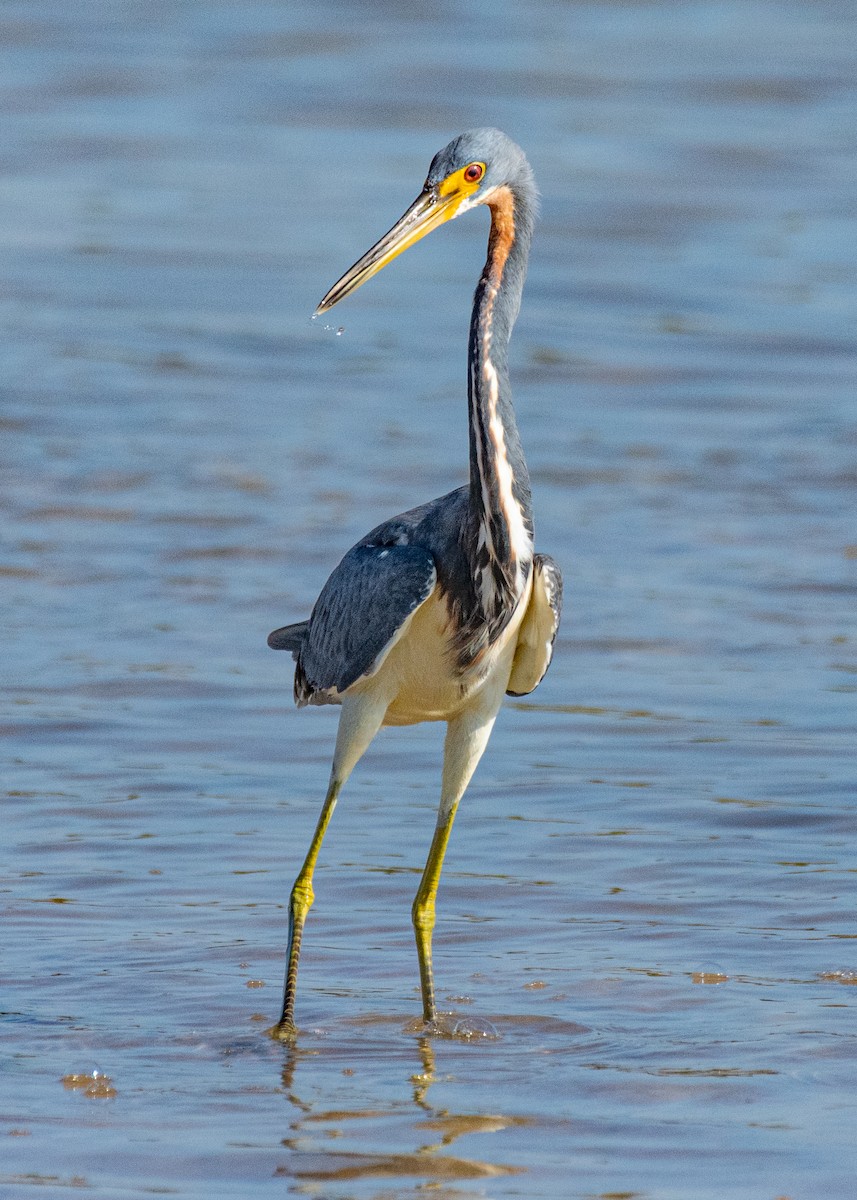 Tricolored Heron - ML645908224