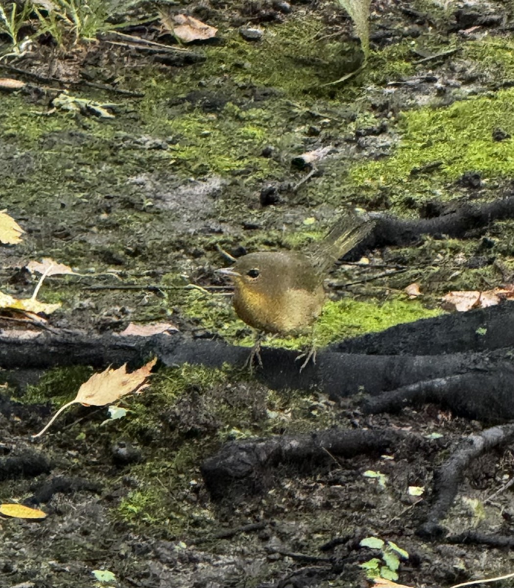Common Yellowthroat - ML645908226